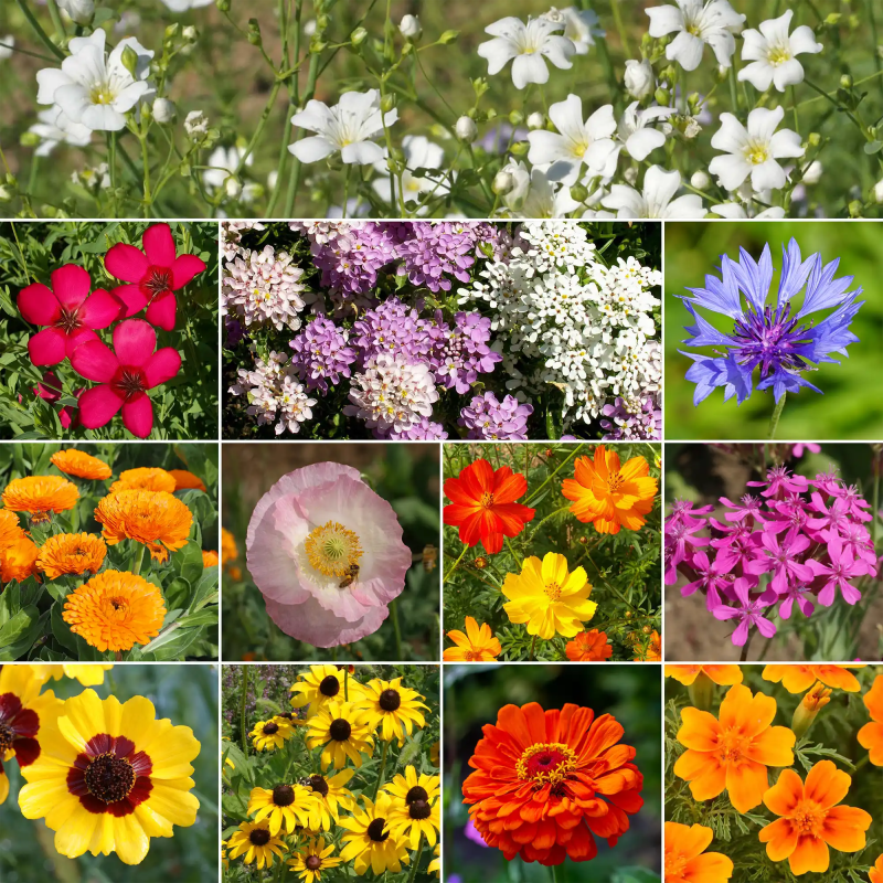 WF 20 Easy Care ChildrenGCOs Garden Mix Variety Grid Compressed