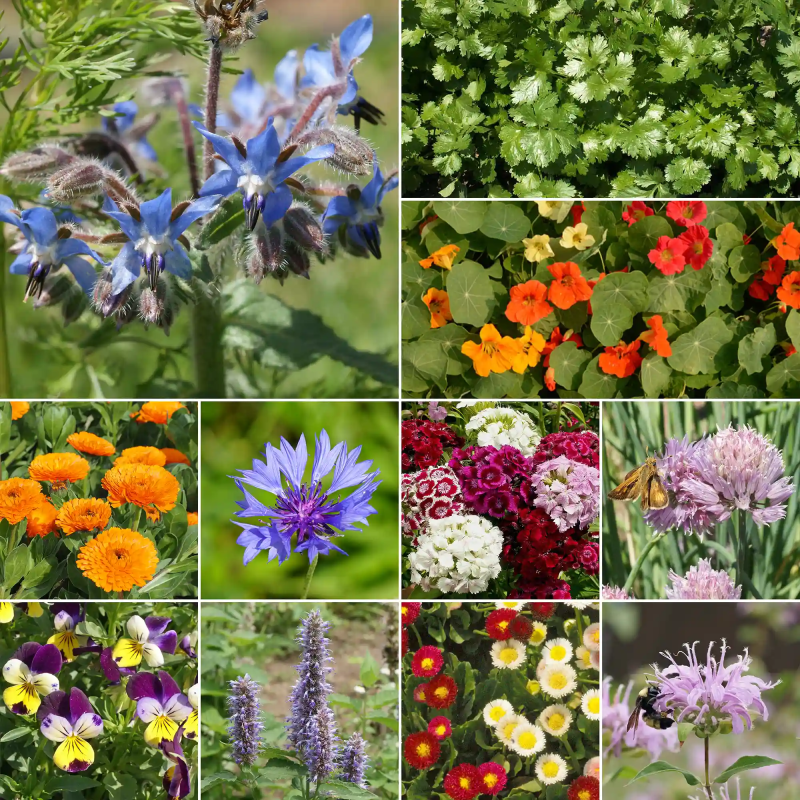 WF 21 Edible Flower Mix Variety Grid 02 Compressed