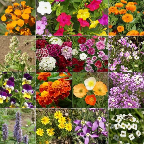 WF 22 Fragrant Flower Mix Variety Grid 02 Compressed