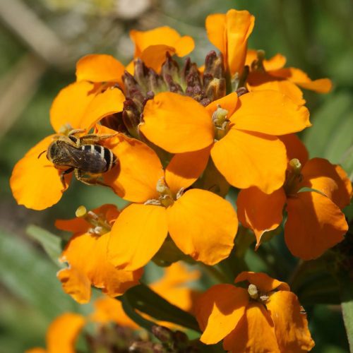 WF 26 Honey Bee Flower Mix Variety Grid Compressed