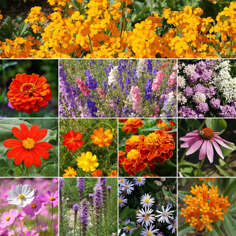 WF 29 Monarch Butterfly Garden Mix Variety Grid 02 Compressed