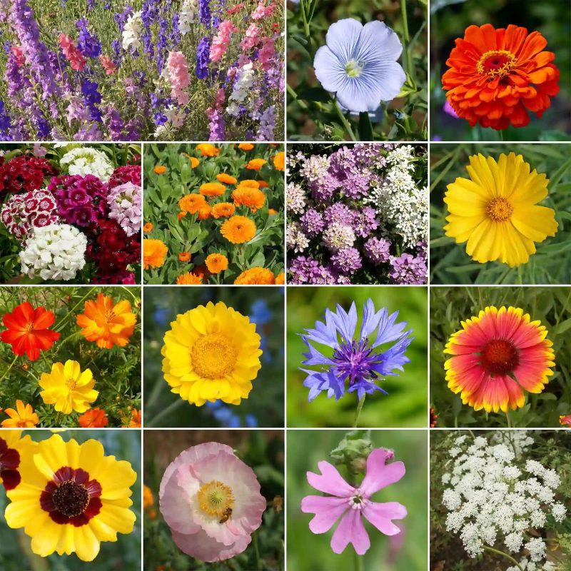 WF 31 Mediterranean Meadow Mix Variety Grid Compressed