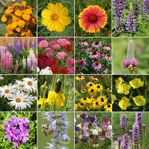 WF 39 Perennial Mix Variety Grid Compressed