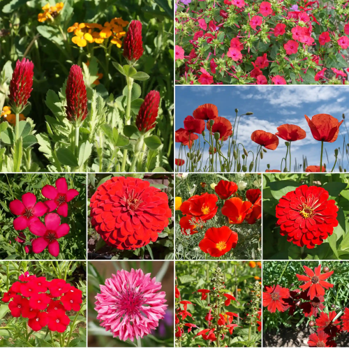 WF 41 Red Flower Mix Variety Grid Compressed