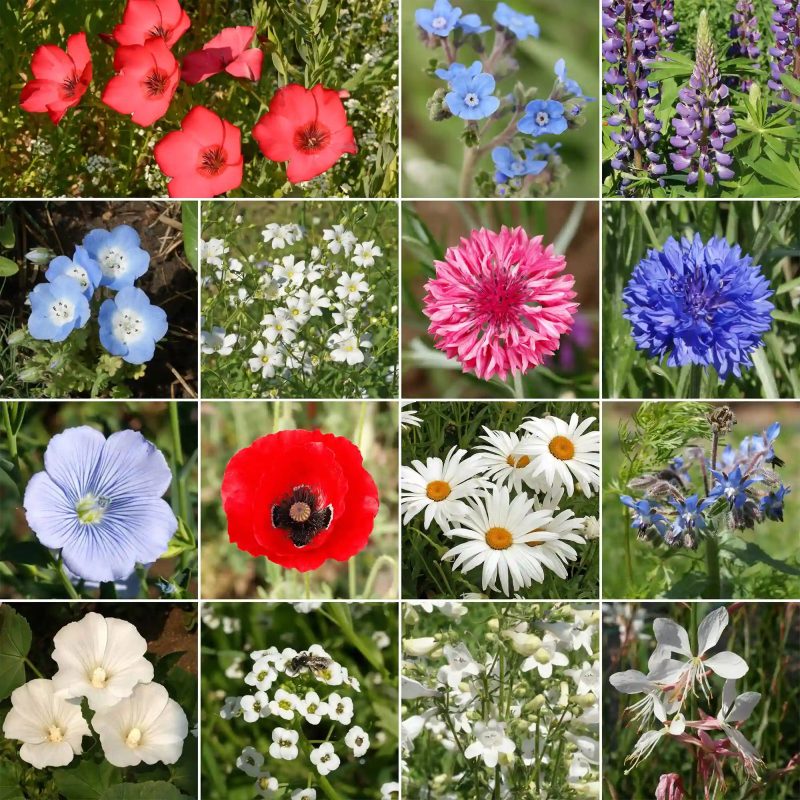 WF 42 Red White Blue Flower Mix Variety Grid Compressed