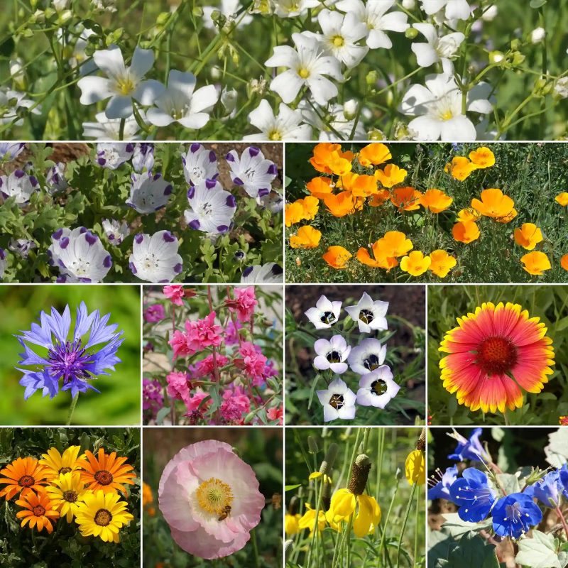 WF 45 Southwest Mix Variety Grid Compressed