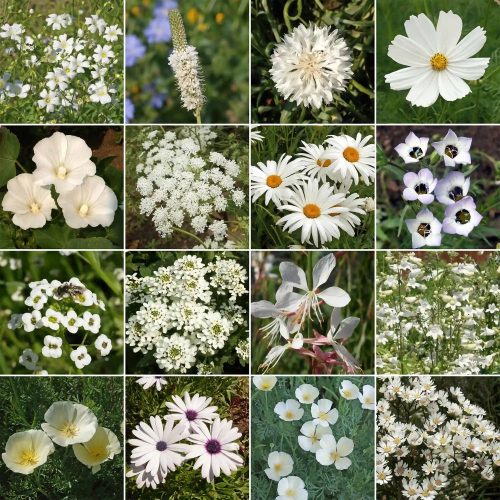 WF 47 White Flower Mix Variety Grid Compressed