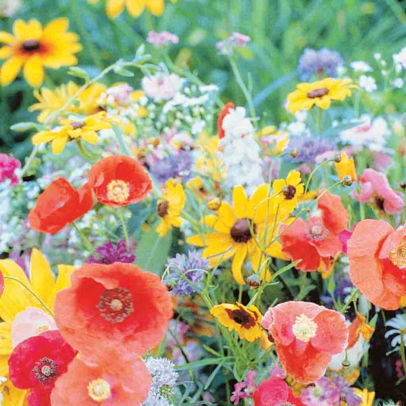 Wildflower Bird and Butterfly Mix Flower Ferry Morse