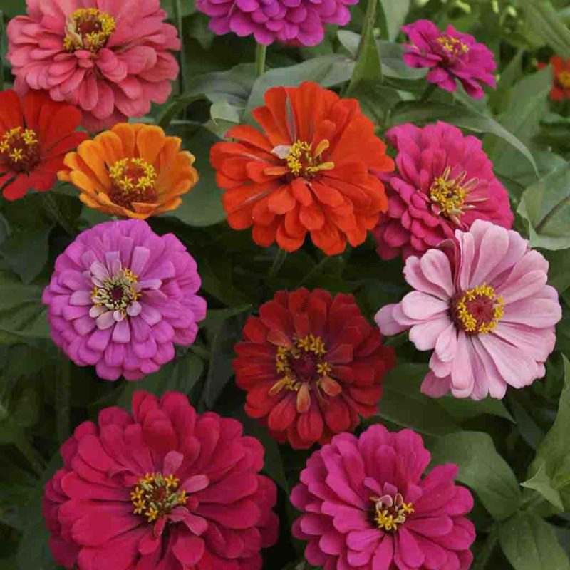 Zinnia California Giants Mixed Colors Flower Annual Ferry Morse