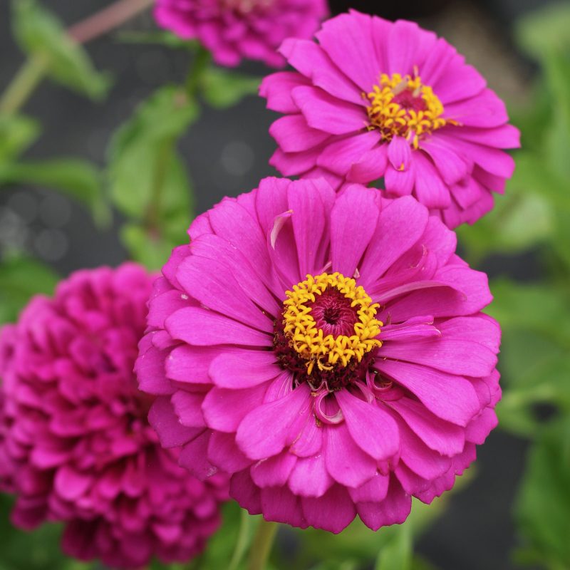 Zinnia GiantDoubleVioletQueenZinniaSeeds FerryMorse