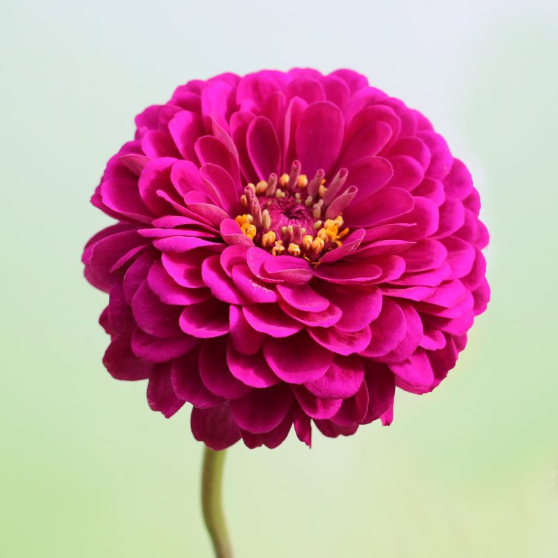 Zinnia GiantDoubleVioletQueenZinniaSeeds FerryMorse SingleZinniaCLOSEUP