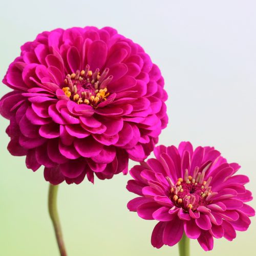 Zinnia GiantDoubleVioletQueenZinniaSeeds FerryMorse SupplementalI