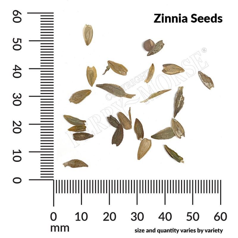 Zinnia Seeds Spill