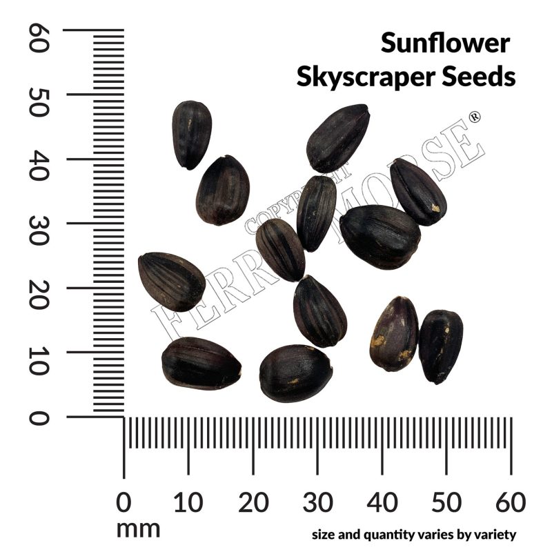 thumbnail A SunflowerSkyscrapermeasurement