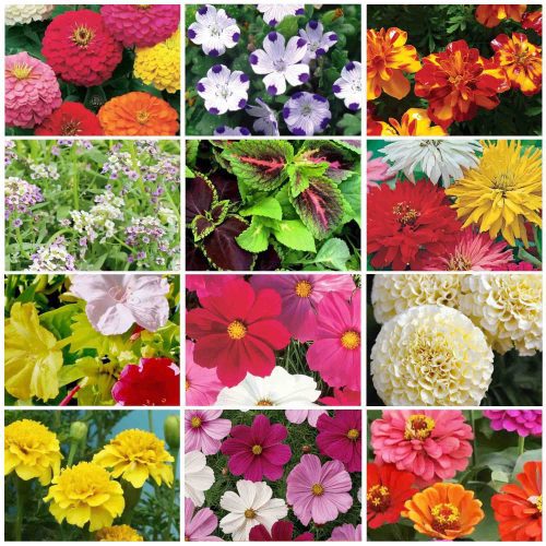 varietygrid completeflowerkit2025 2000px